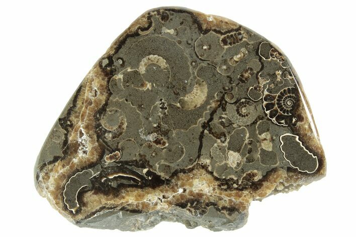 Polished Ammonite (Promicroceras) Section - Somerset, England #211326